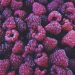 I went raspberry picking, and took this.